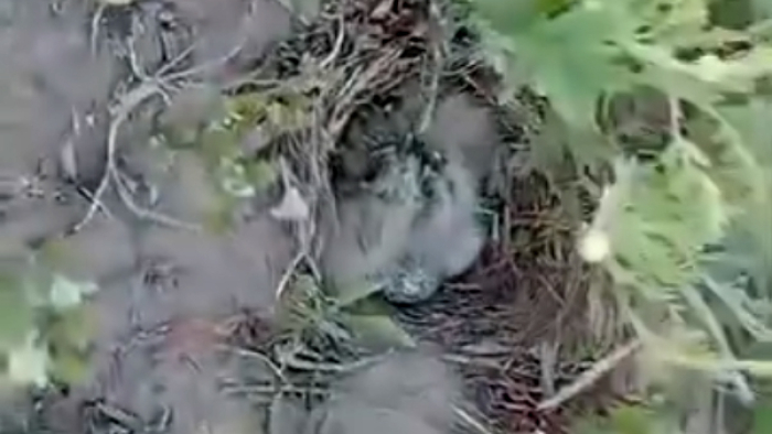 Yayla köyünde şantiye sahasındaki kuş yuvası korumaya alındı