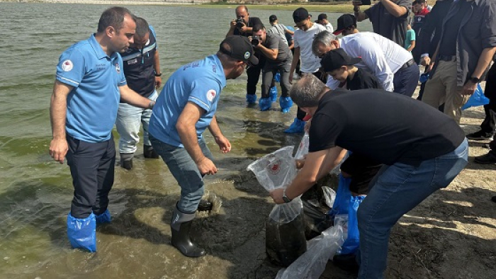 İpsala'da üretilen 5 bin yavru sazan Edirne'de gölete bırakıldı