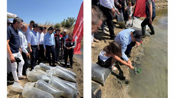 İpsala’da gölete 2 bin yavru sazan balığı bırakıldı