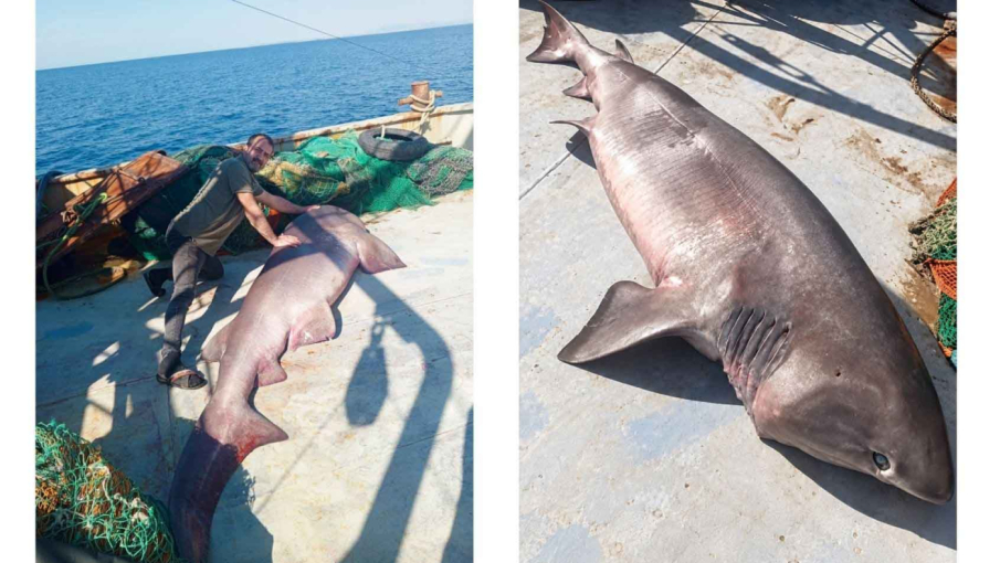 Enez açıklarında 350 kiloluk ‘boz camgöz’ türü köpek balığı yakalandı