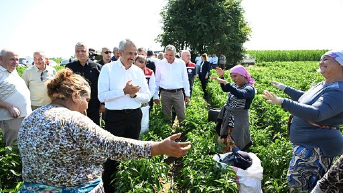 Karaağaç acı biberini göbek atarak hasat ettiler