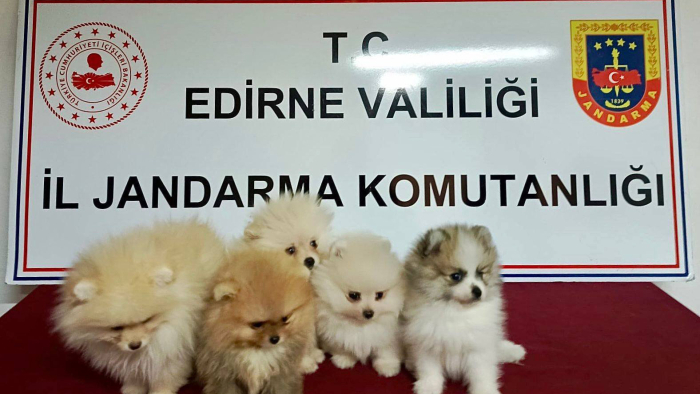 Yurt dışından kaçak sokulan 5 cins yavru köpek ele geçirildi