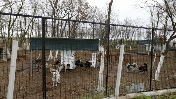 Keşan’da sokak hayvanları için 72 dönümlük ‘doğal yaşam alanı’ oluşturuluyor