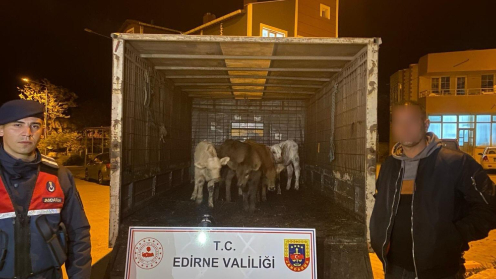 Enez'de çalınan 6 buzağıyı jandarma dron yardımıyla buldu