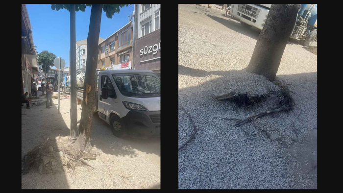 Keşan Belediyesi’nden açıklama: Ağaçlar güvenlik gerekçesiyle kaldırıldı