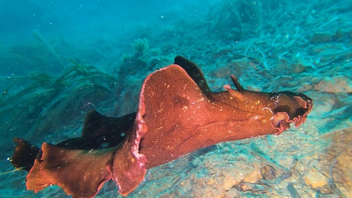 İbrice Limanı’nda 'İspanyol dansçısı' balığını görüntüledi