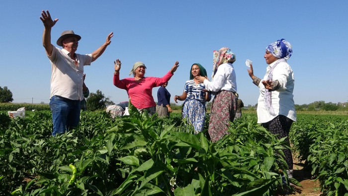 Edirne'de oyun havaları eşliğinde 'acı biber' hasadı