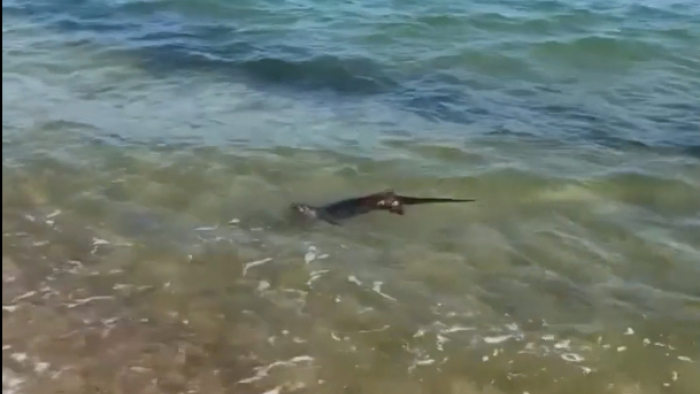 Enez’de su samuru görüntülendi