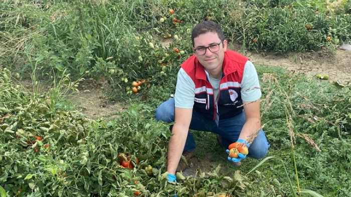 Keşan’da üretilen domateslerde hasat öncesi pestisit denetimi