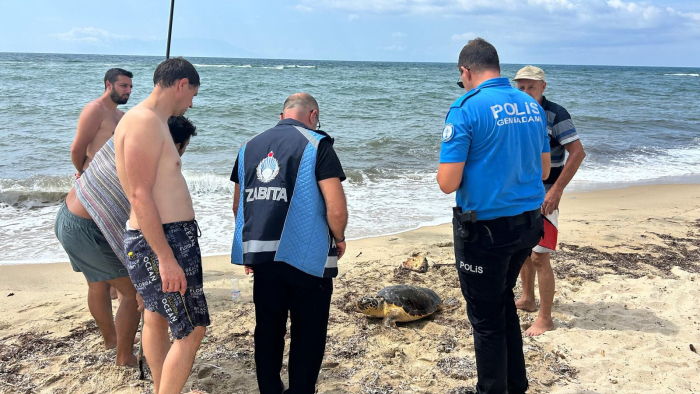 Enez’de kıyıya çıkan yaralı caretta caretta tedaviye alındı