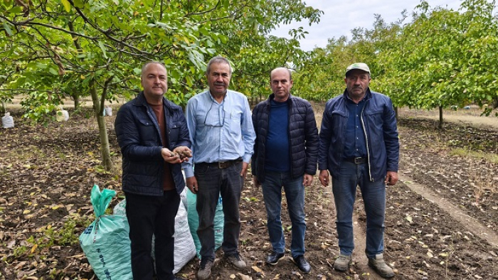 İpsala Karaağaç köyünde ceviz hasadı başladı