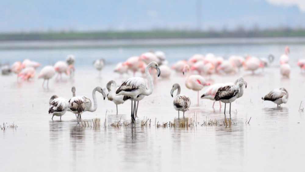 Gala Gölü’nü yok etme projesi..!