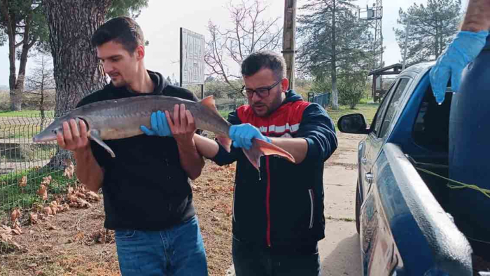 Meriç Nehri’nde ağlara takılan ‘mersin balığı’, koruma altına alındı