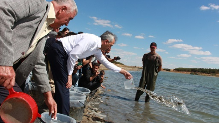 İpsala’da 2025 yılında 10,5 milyon sazan yavrusu üretildi