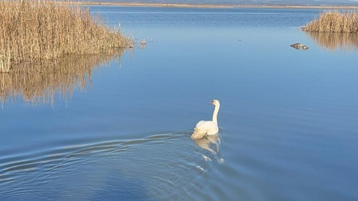 Keşan’da bakımı tamamlanan kuğu, doğaya bırakıldı