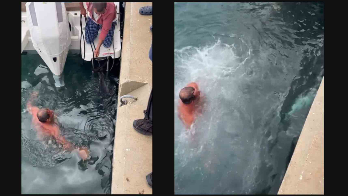 Soğuk havaya aldırış etmeden denize girip kıyıya vuran orkinosu çıkardı