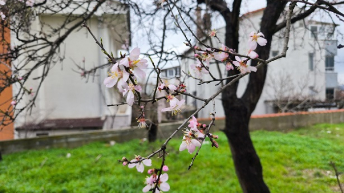 Keşan’da şubat ayında meyve ağaçları çiçek açtı