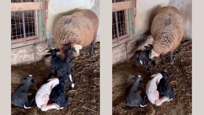 Enez'de koyun dördüz yavruladı