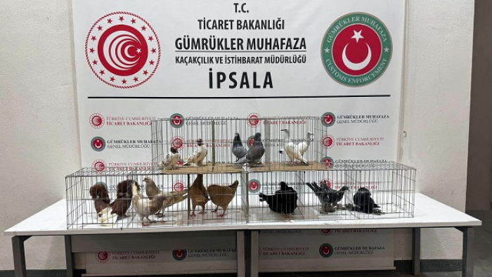 İpsala'da minibüste kaçak hayvanlar ele geçirildi