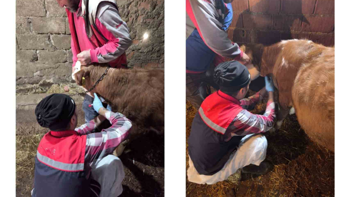 Enez'de şap hastalığına karşı çalışmalar sürüyor