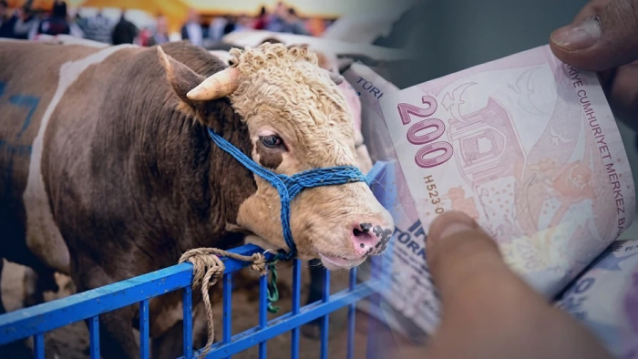 Kurbanlık canlı hayvan baskül fiyat tarifesi belirlendi