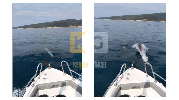 Gökçetepe sahilinde tekneyle yarışan yunuslar kamerada