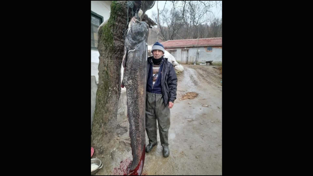 Meriç Nehri’nde 2.5 metre boyunda yayın balığı yakaladı