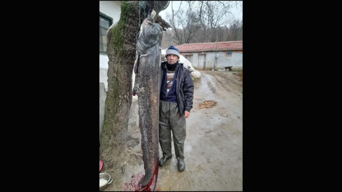 Meriç Nehri’nde 2.5 metre boyunda yayın balığı yakaladı