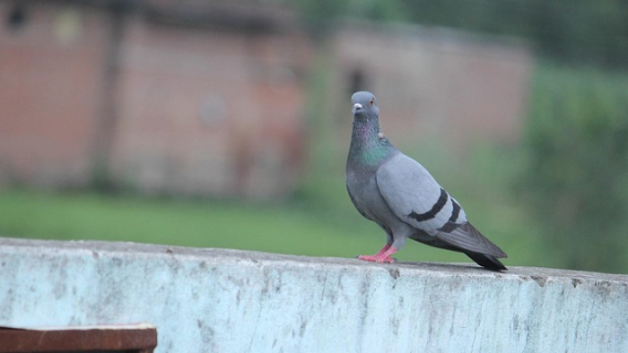 Kümesten 22 adet güvercin çalındı