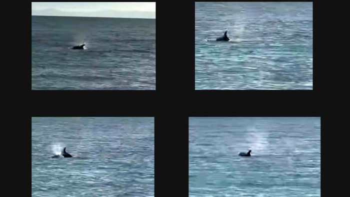 Yayla sahilinde kıyıya yakın yüzen yunus görüntülendi