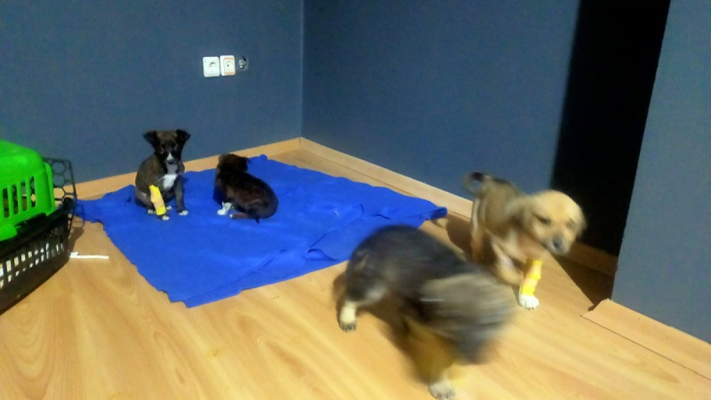 Edirne'de akıl almaz olay..! Yavru köpekler poşet içinde çöpe atıldı