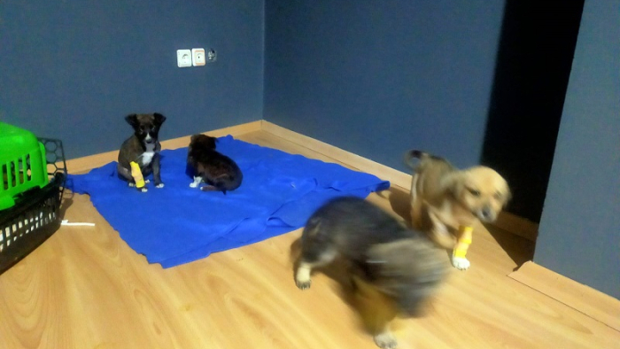 Edirne'de akıl almaz olay..! Yavru köpekler poşet içinde çöpe atıldı