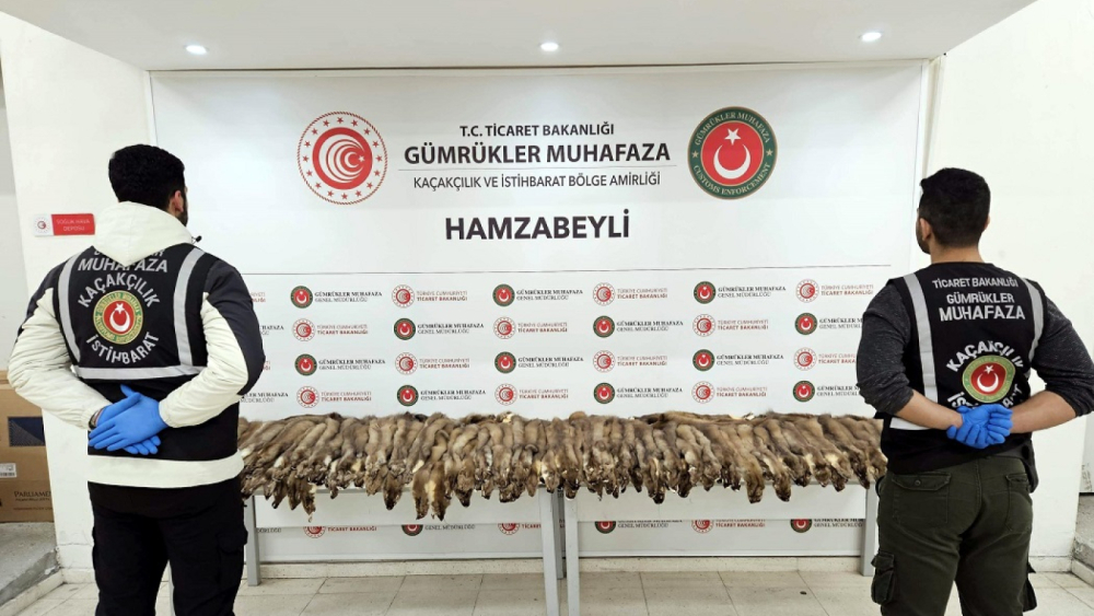 Hamzabeyli’de 155 samur postu ile 239 cep telefonu ele geçirildi