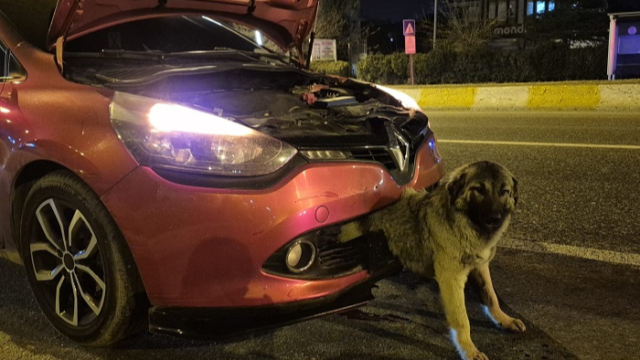 Görenler gözlerine inanamadı