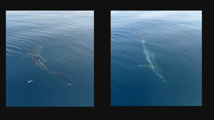 Saros’a açılan balıkçılar köpekbalığı görüntüledi